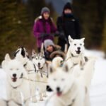 Dog-Sledding-in-Spray-Valley-Alberta